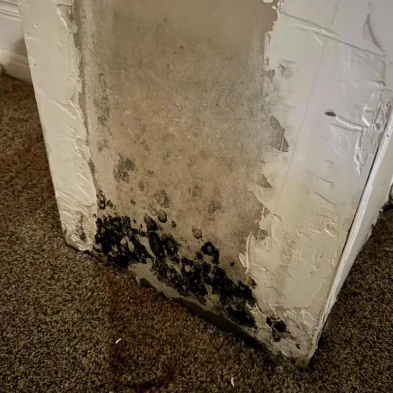 Professional Mold Removal in Prague, OK